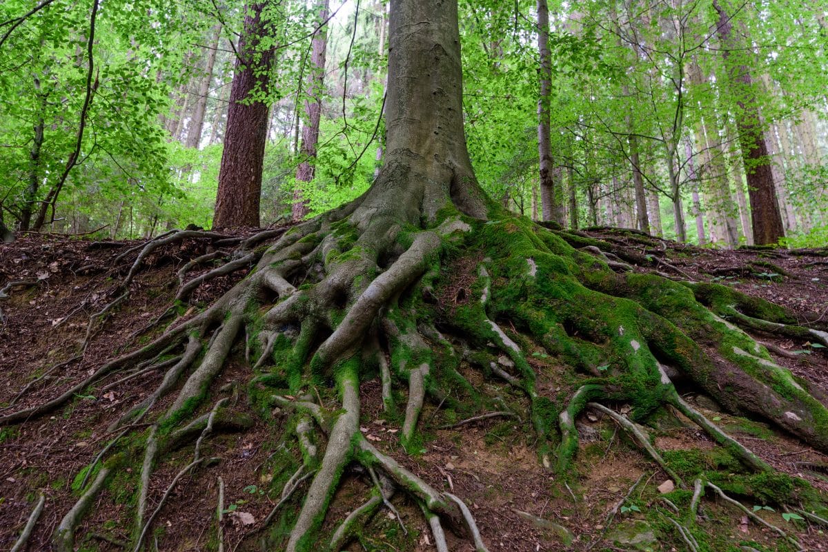 The impact of tree roots on your drains The impact of tree roots on your drains